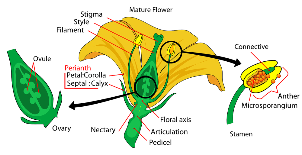 Complete Flower Anatomy Diagram