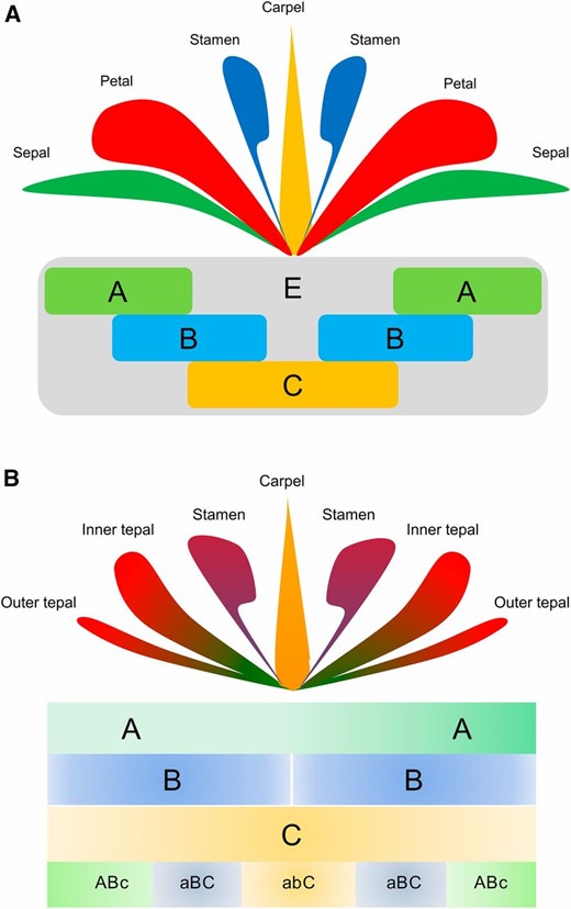 ABCE Model and Fading Borders Model