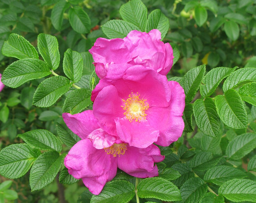 Rosa Species - OminFlora
