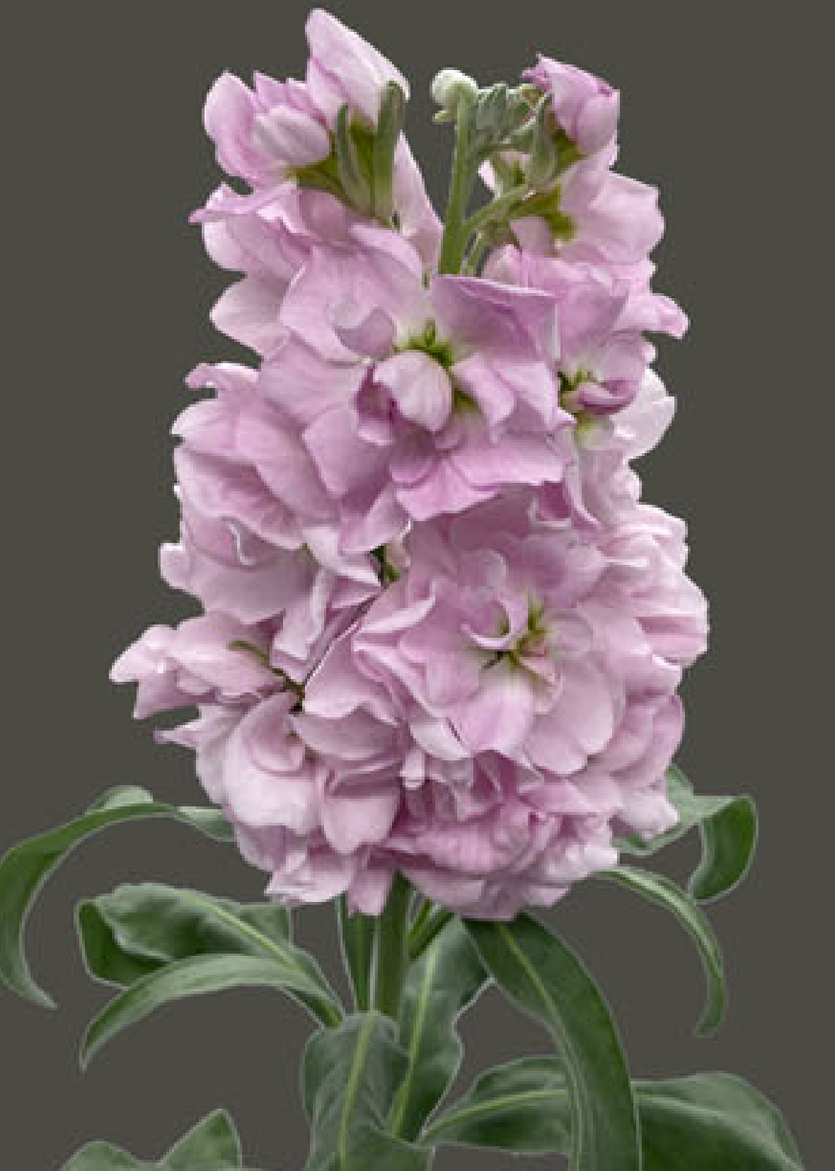 Pink Matthiola incana