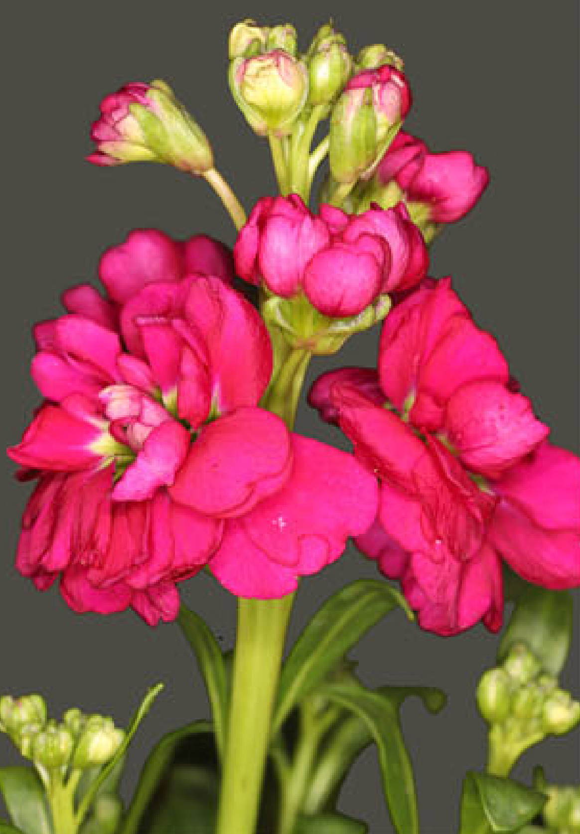 Rose-red Matthiola incana