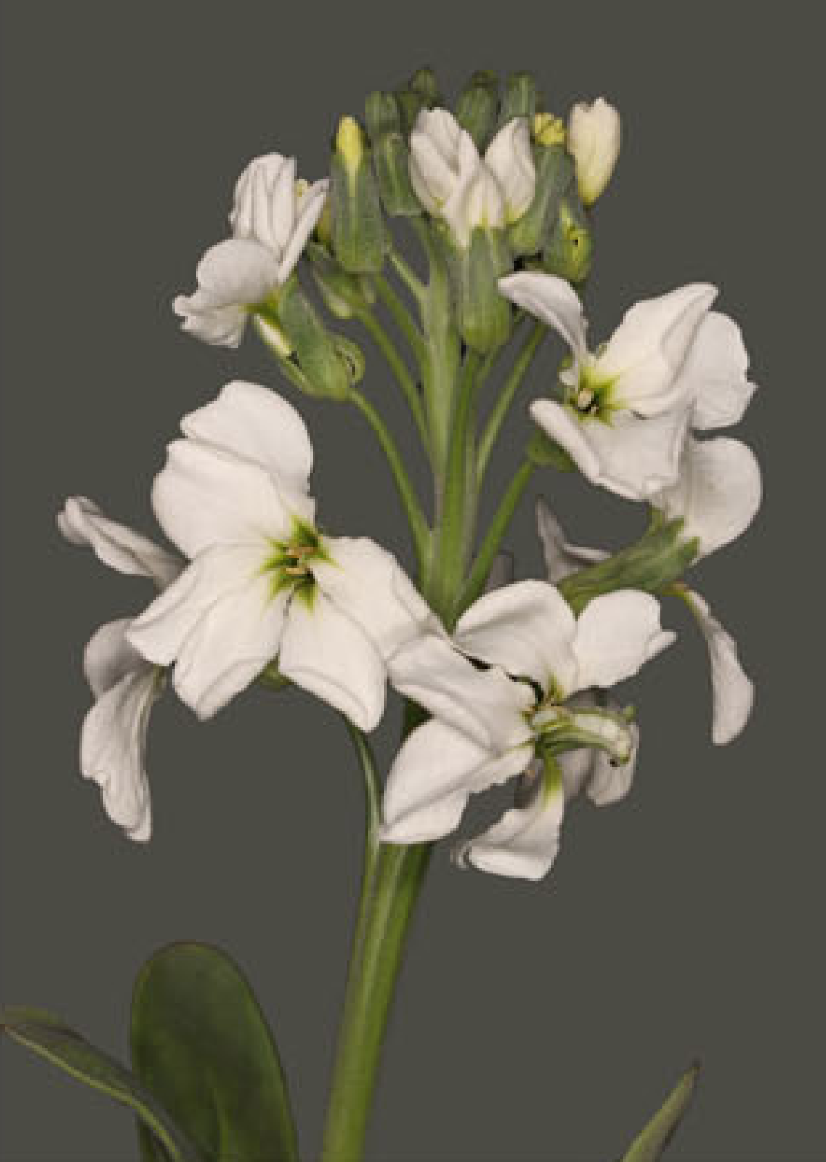 White Matthiola incana