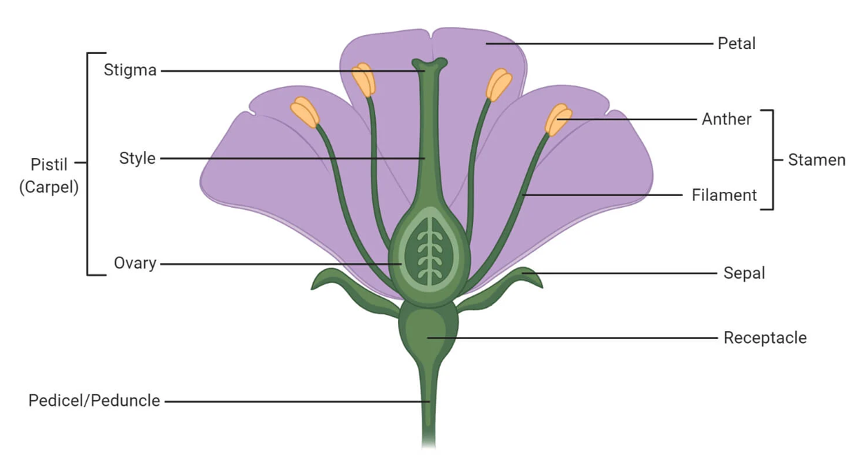 Dicotyledon Flower Structure