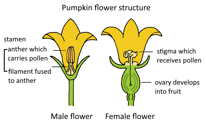 Pumpkin Male and Female Flower Structure