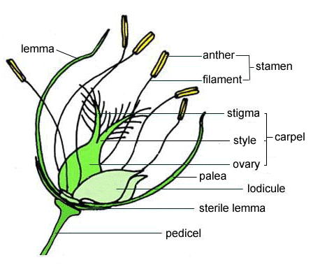 Rice (Grass) Flower Structure
